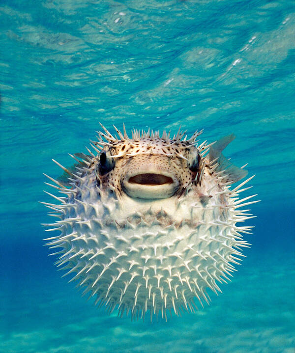 Photography Poster featuring the photograph Close-up Of A Puffer Fish, Bahamas by Panoramic Images