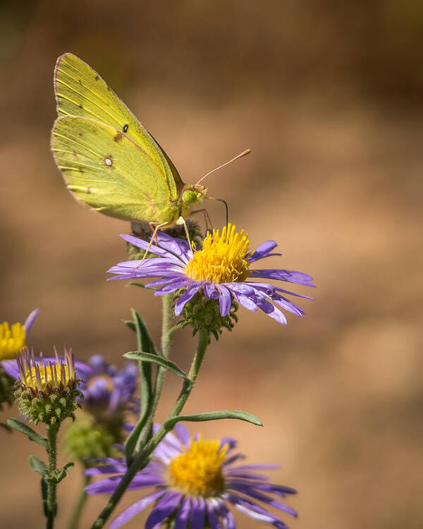 Clouded Sulphur Poster featuring the photograph Clouded Sulphur Butterfly 3 by Ernest Echols