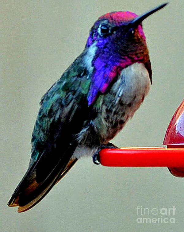 Hummingbird Poster featuring the photograph Colorful Male Costa's on Perch by Jay Milo
