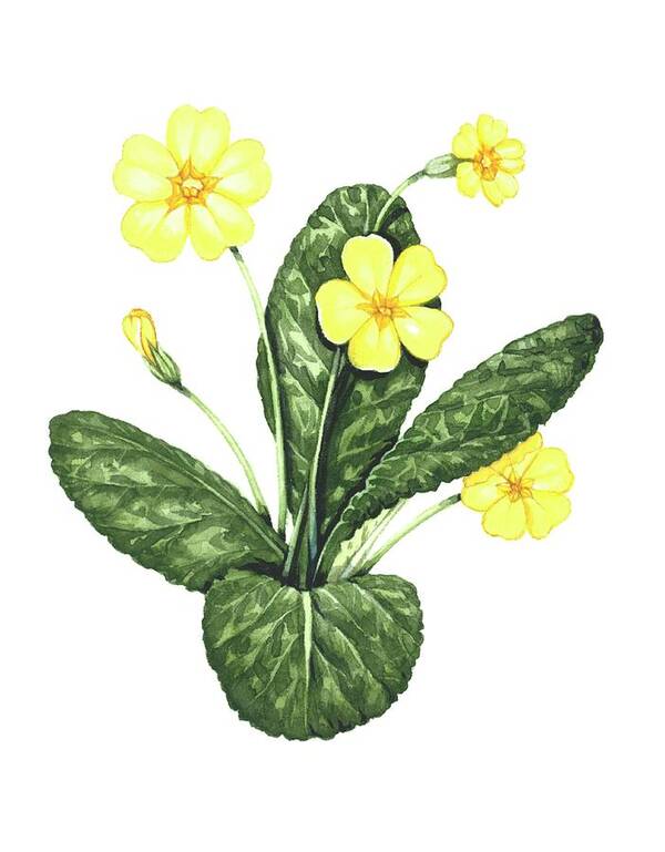 Primrose Poster featuring the photograph Common Primrose by Lizzie Harper