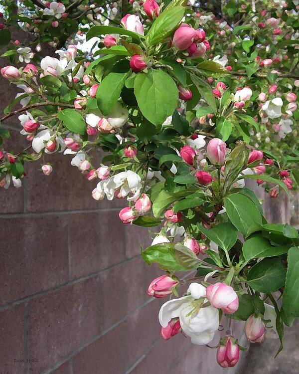 Crabapple Blossoms Poster featuring the photograph Crabapple Blossoms and Wall by Donald S Hall