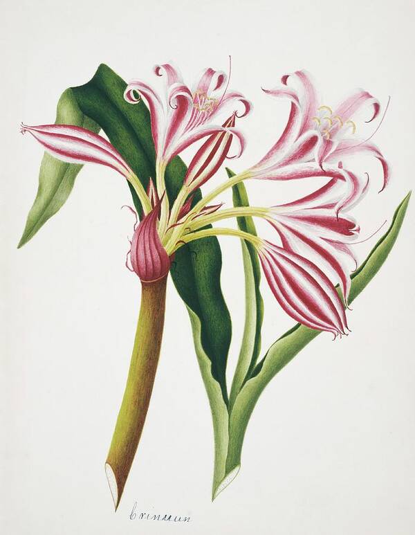 Crinum Poster featuring the photograph Crinum Lily Flowers by Natural History Museum, London/science Photo Library