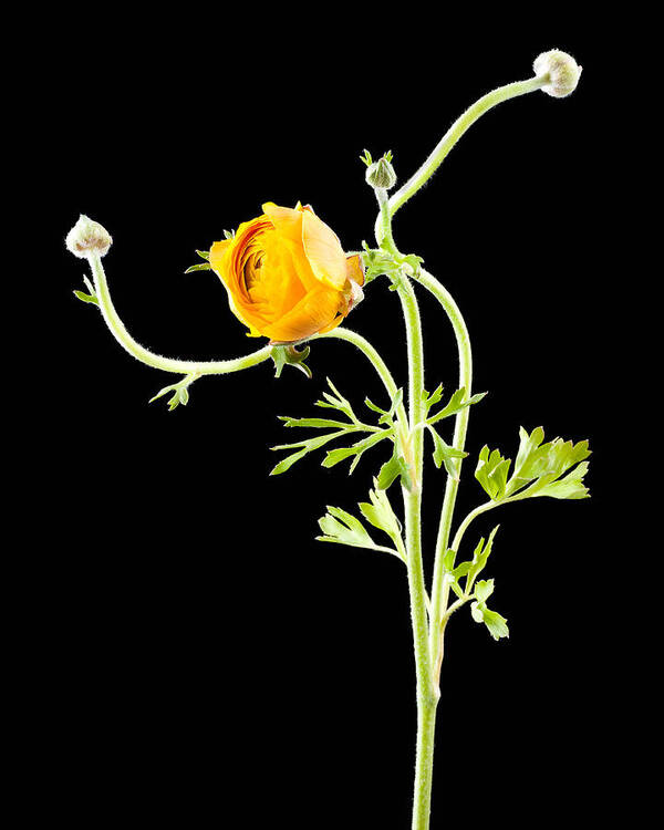  Beautiful Poster featuring the photograph Dancing Ranunculus II by Zina Zinchik