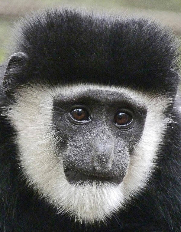 Colobus Poster featuring the photograph Demure Young Black And White Colobus by Margaret Saheed