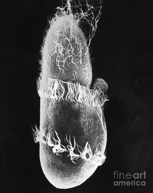 B&w Poster featuring the photograph Didinium Ingesting Paramecium Sem by Greg Antipa