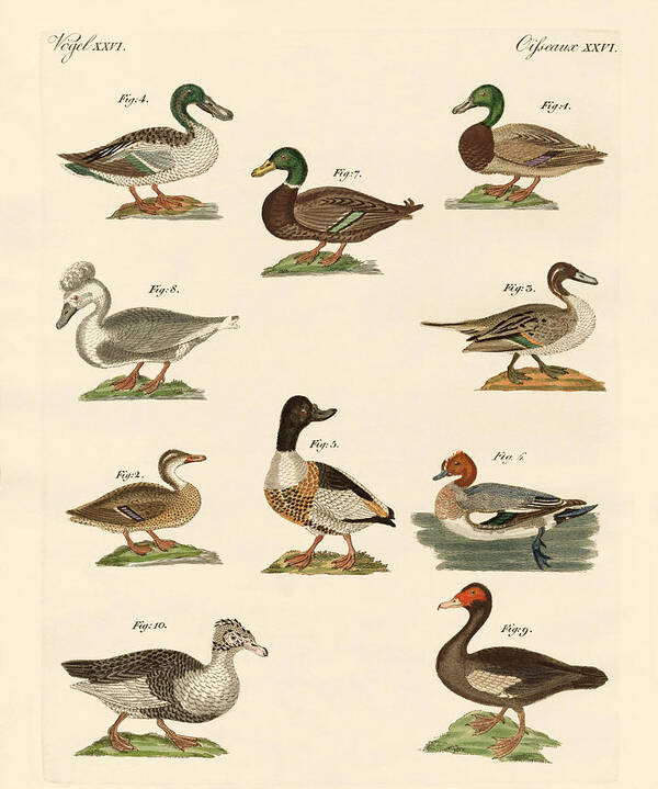 17 Different Types of Ducks - Duck Identification