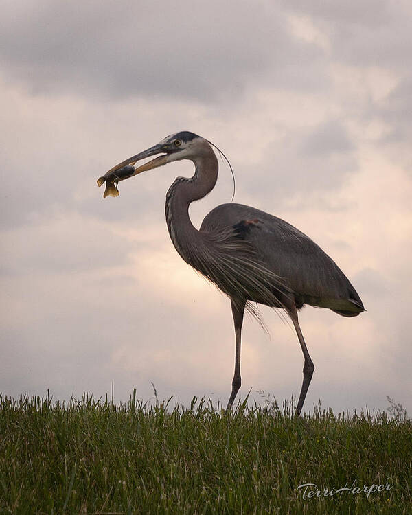 Shore Bird Poster featuring the photograph Dinner Time by Terri Harper