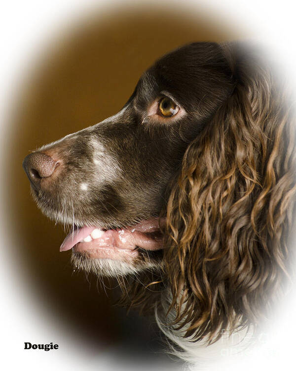 Dog Poster featuring the photograph Dougie The Cocker Spaniel 2 by Linsey Williams