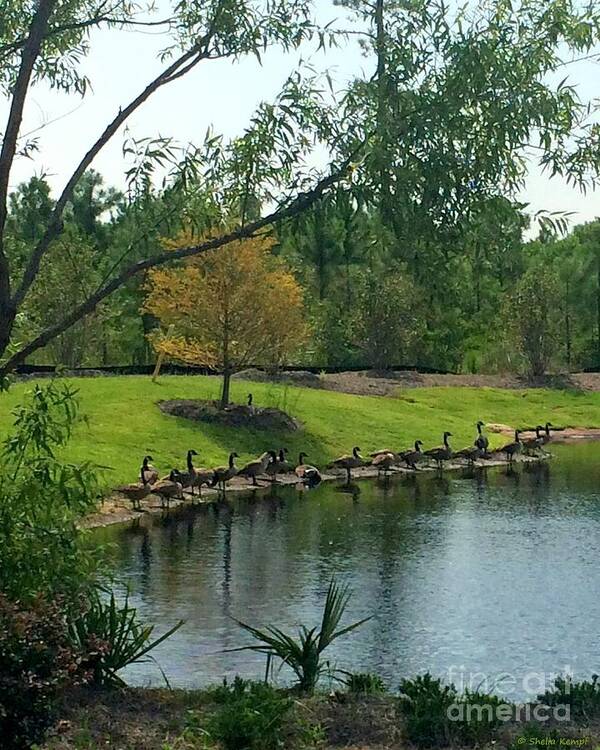 Art Poster featuring the photograph Ducks in a Row by Shelia Kempf