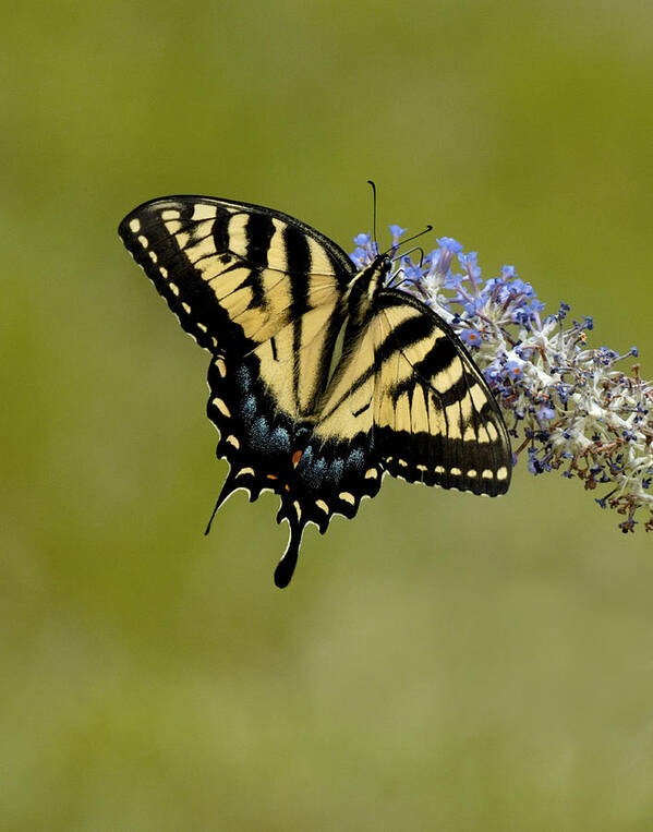 Butterfly Poster featuring the photograph Eastern Tiger Swallowtail on Butterfly bush by Lara Ellis