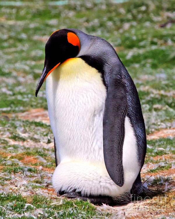 Emperor Penguin Poster featuring the photograph Emperor Penguin Egg Watch by Tap On Photo