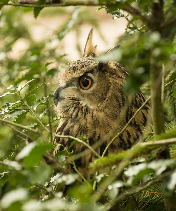 Eurasian Eagle-owl Poster featuring the photograph Eurasian Eagle-Owl 2 by Tracy Winter