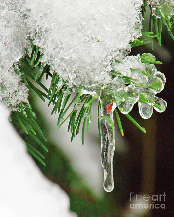 Snow Poster featuring the photograph Evergreen Icicles IV by Chuck Flewelling