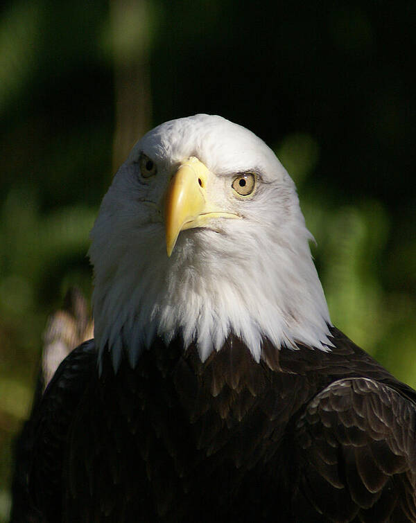 Bald Eagle Poster featuring the photograph Focused by Chauncy Holmes