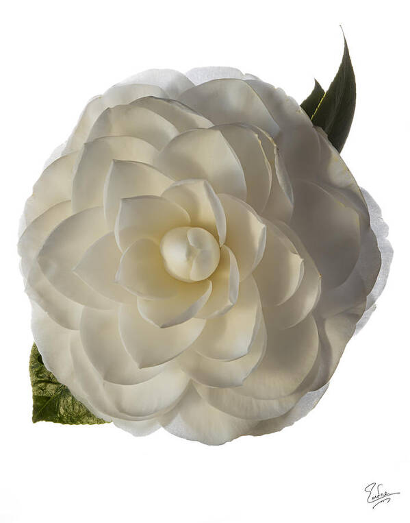 Flower Poster featuring the photograph Fancy White Camellia by Endre Balogh