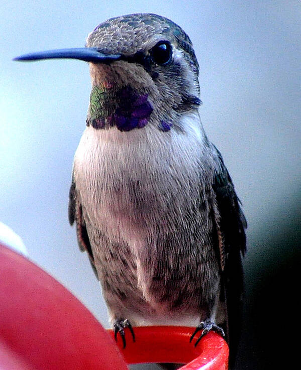 Female Poster featuring the photograph Female Anna With Purple Blue Throat by Jay Milo
