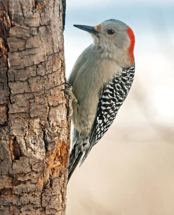 Red Belied Woodpecker Poster featuring the photograph Female Red Bellied Woodpecker by Lara Ellis