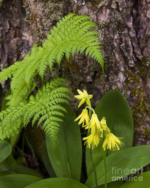 Fern Poster featuring the photograph Fern and Wild Flowers by Tom Brickhouse