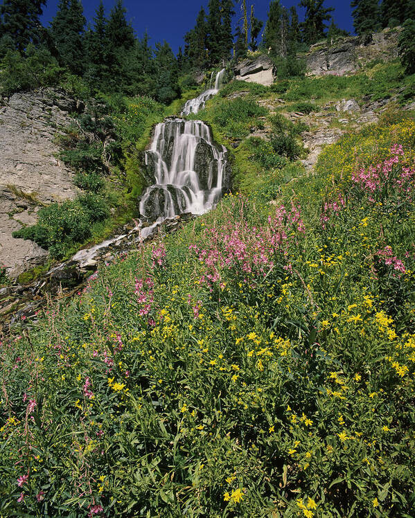 Photography Poster featuring the photograph Fireweed At Vidae Falls, Crater Lake by Panoramic Images
