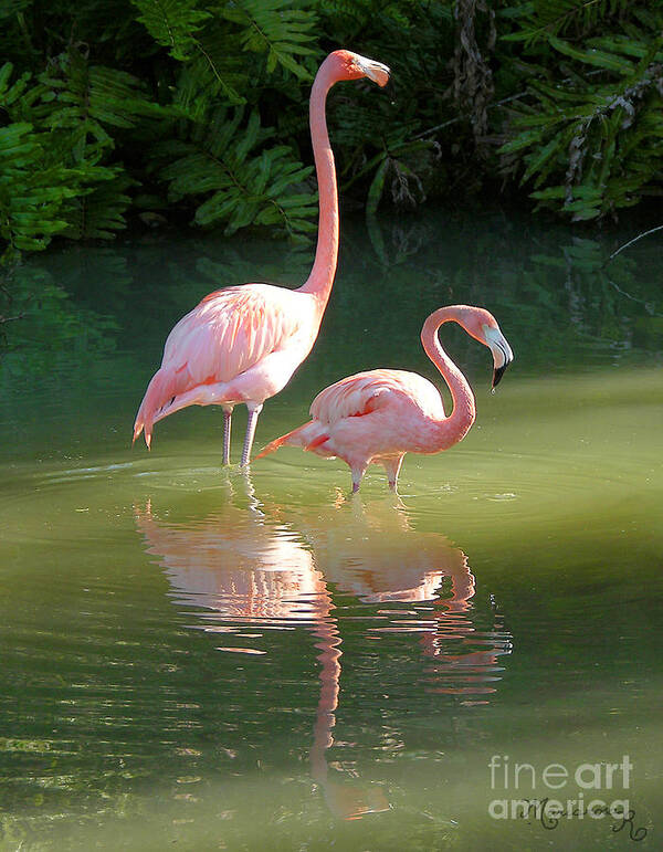 Fauna Poster featuring the photograph Flamingo Stroll by Mariarosa Rockefeller
