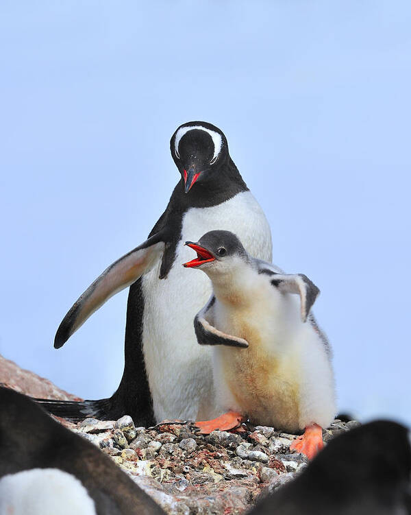 Gentoo Penguin Poster featuring the photograph Flipper Flexing by Tony Beck