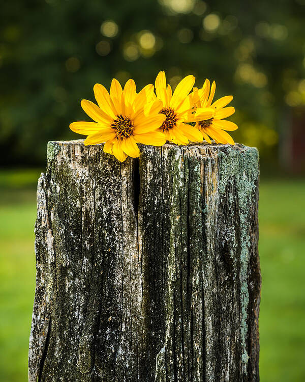 Bokeh Poster featuring the photograph Flowers on a Post by Ron Pate
