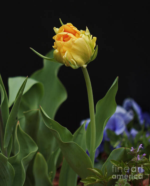 Tulip Poster featuring the photograph Front Yard Tulip by Robert Pilkington