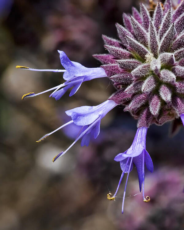 Purple Flowers Poster featuring the photograph Fuzzy Purple Detail 1 by Kelley King