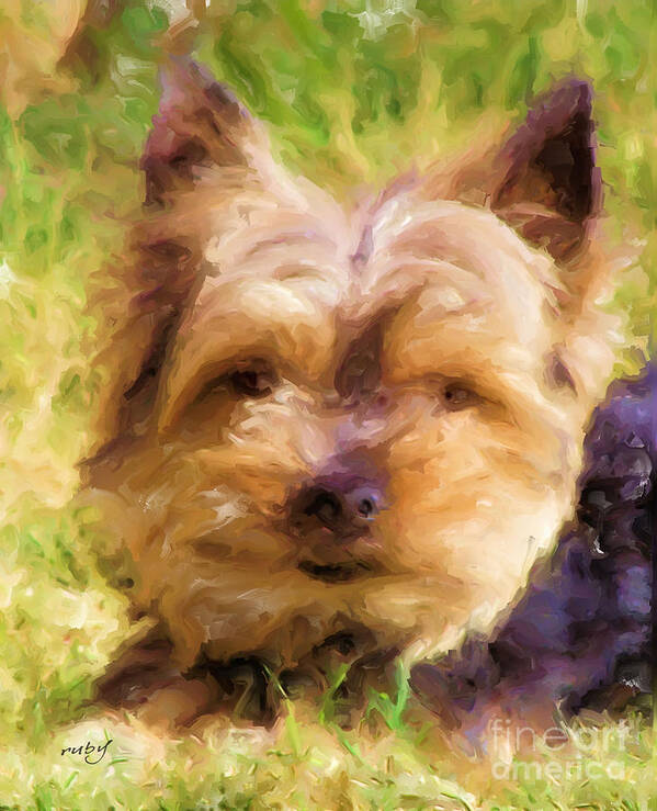 Art;dog;yorkie;pet;animals;cute;digital Painting;digital Art;unique;one Of A Kind Poster featuring the digital art Georgie Yorkie by Ruby Cross