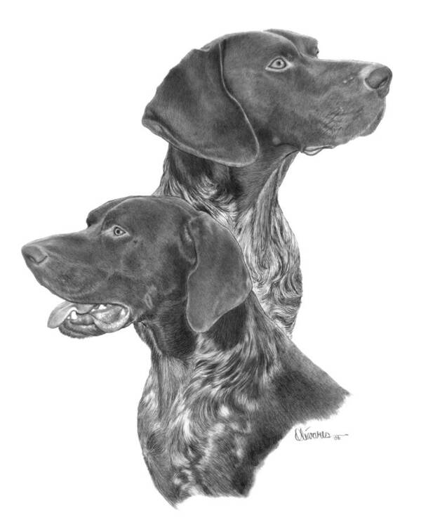 Pencil Drawing Print Poster featuring the drawing German Short-hair Pointer by Joe Olivares