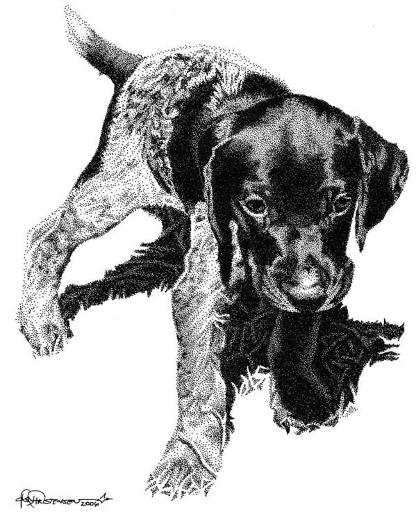 Dog Poster featuring the drawing German Shorthair by Rob Christensen