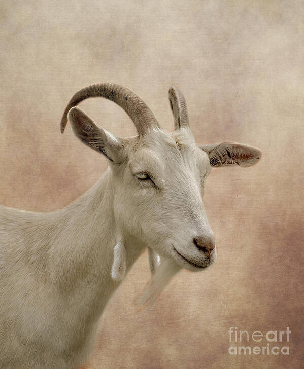 Goat Poster featuring the photograph Goat by Linsey Williams