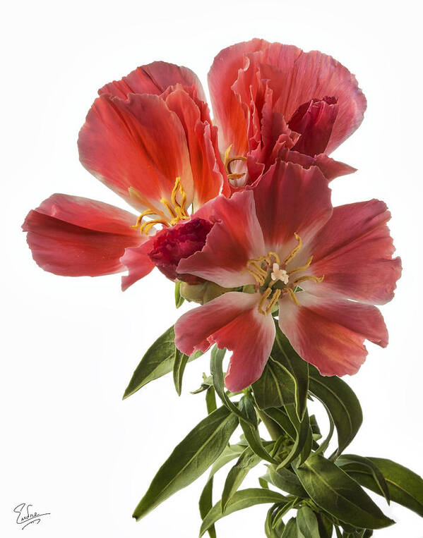 Flower Poster featuring the photograph Godacia by Endre Balogh