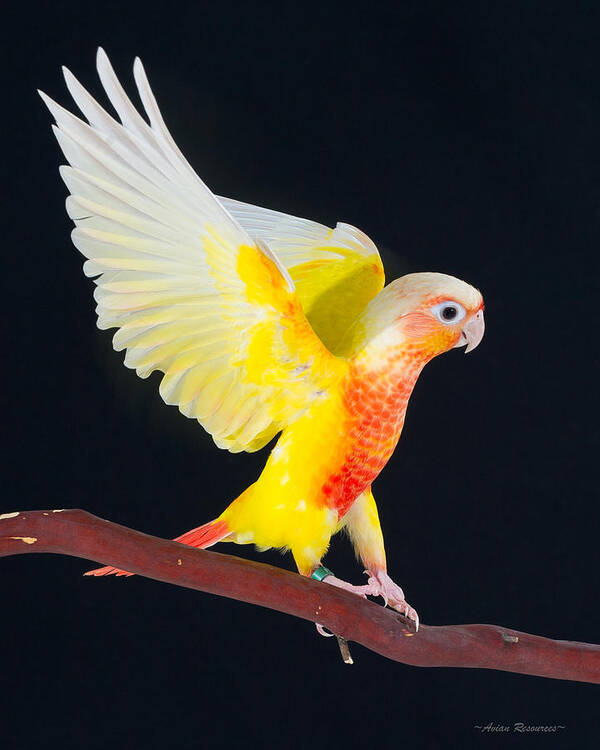 Suncheek Poster featuring the photograph Golden Greencheek Conure by Avian Resources