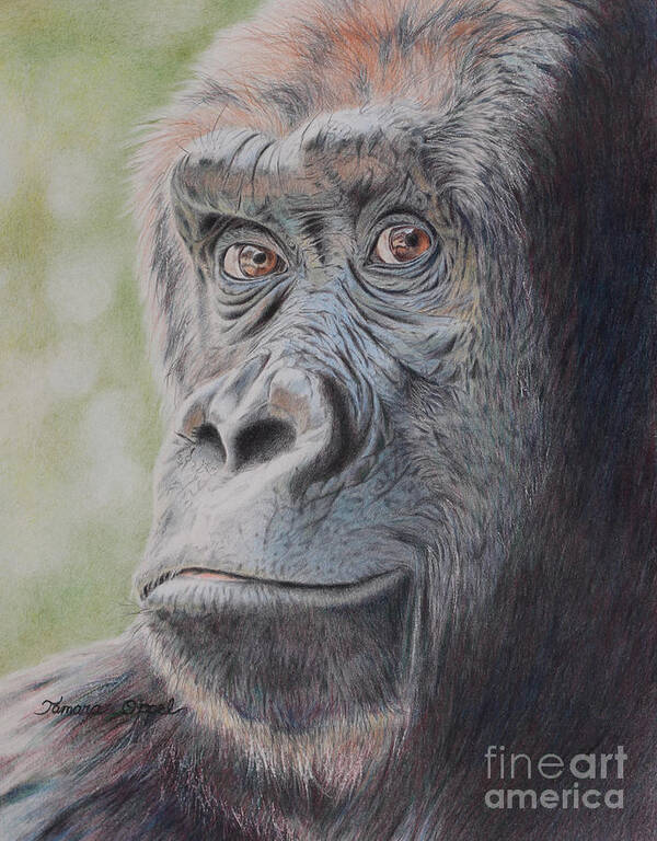 Gorilla Poster featuring the painting Gorilla's Gaze by Tamara Oppel