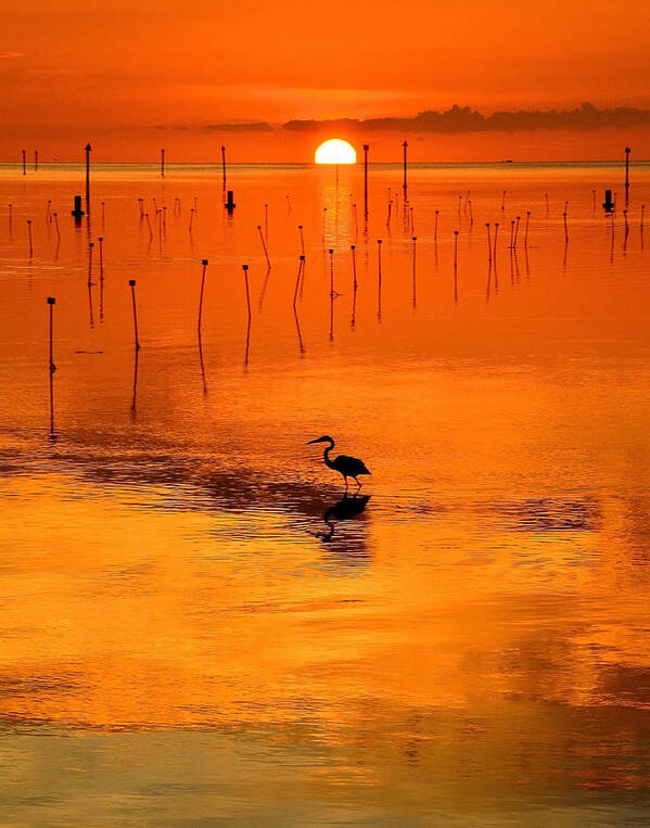 Great Blue Heron Poster featuring the photograph Great Blue Heron by Stuart Harrison