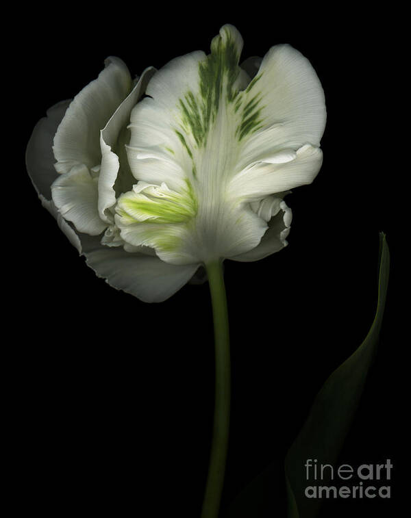 Parrot Tulip Poster featuring the photograph Green and White Parrot Tulip by Oscar Gutierrez