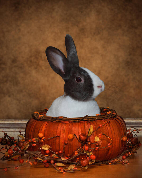 Animals Poster featuring the photograph Halloween Bunny by Diane Bell