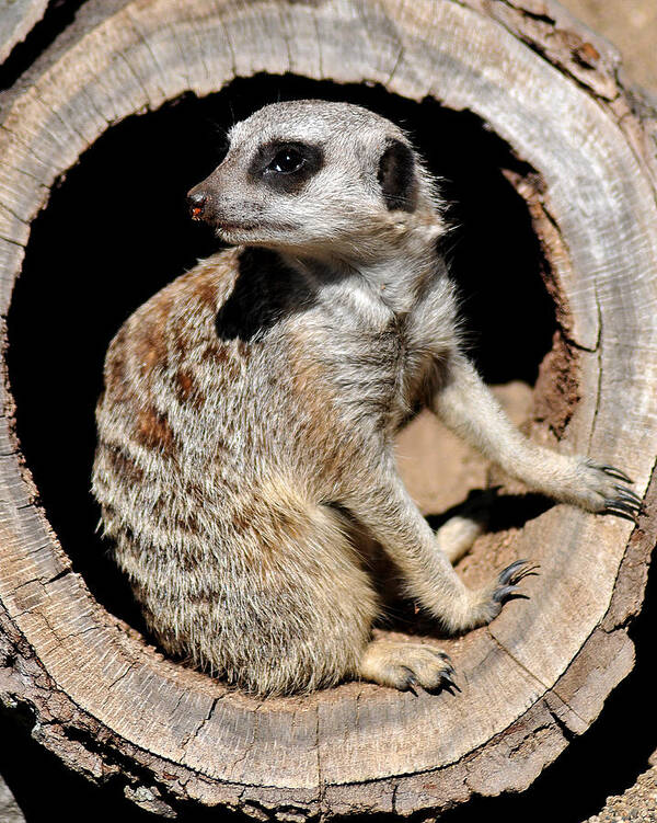 Meerkat Poster featuring the photograph Hangin' Around by Gene Tatroe