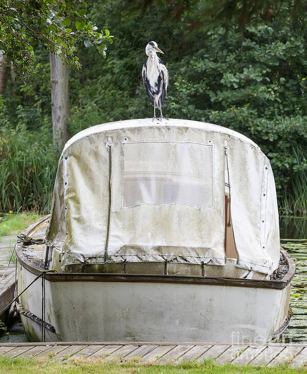 Heron Poster featuring the photograph Heron perched on boat by Simon Bratt