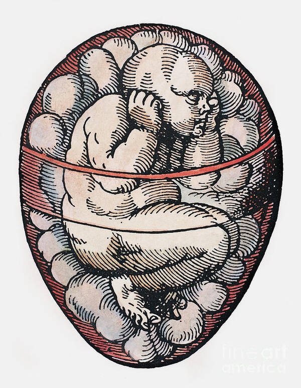 16th Century Poster featuring the photograph HUMAN FETUS, 16th CENTURY by Granger