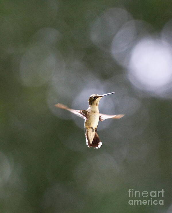 Hummingbird Poster featuring the photograph Hummingbird Pauses Erect Misty Light by Wayne Nielsen