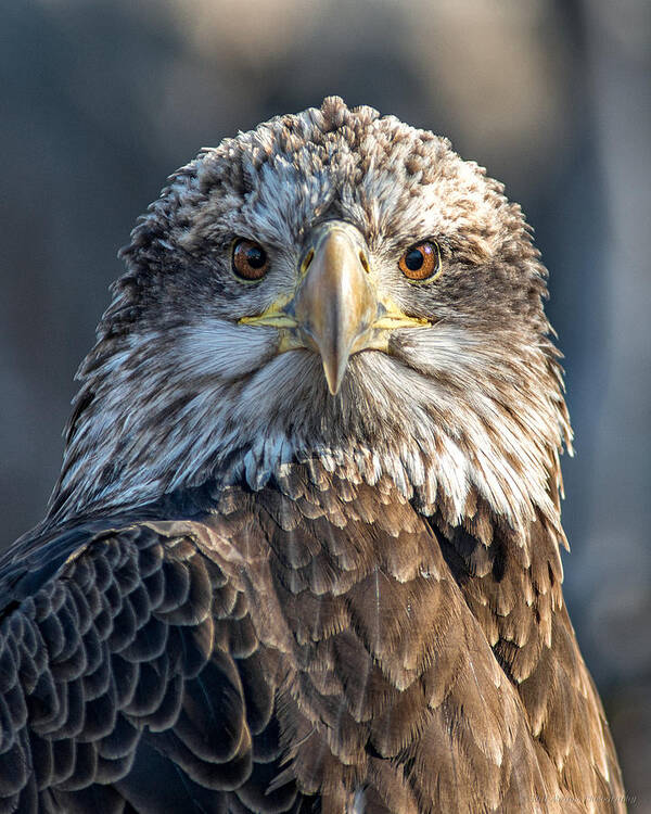 Bald Eagle Poster featuring the photograph I'll Be Watching You by Phil Abrams