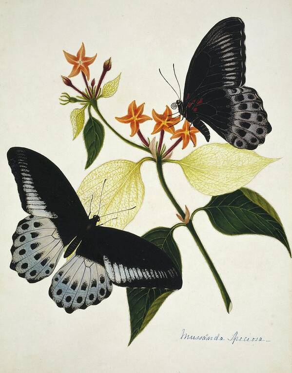 Mussaenda Speciosa Poster featuring the photograph Indian Butterflies And Flowers by Natural History Museum, London/science Photo Library