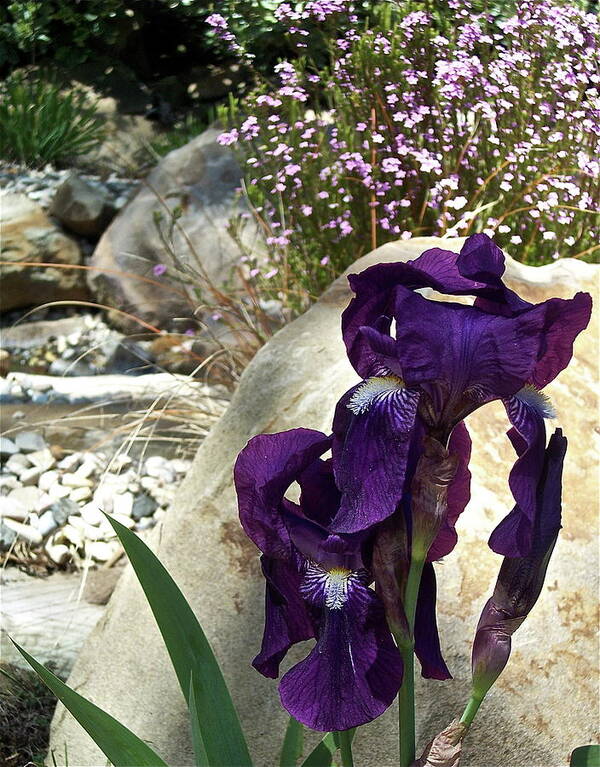 Flowers Poster featuring the photograph Iris 14 by Pamela Cooper