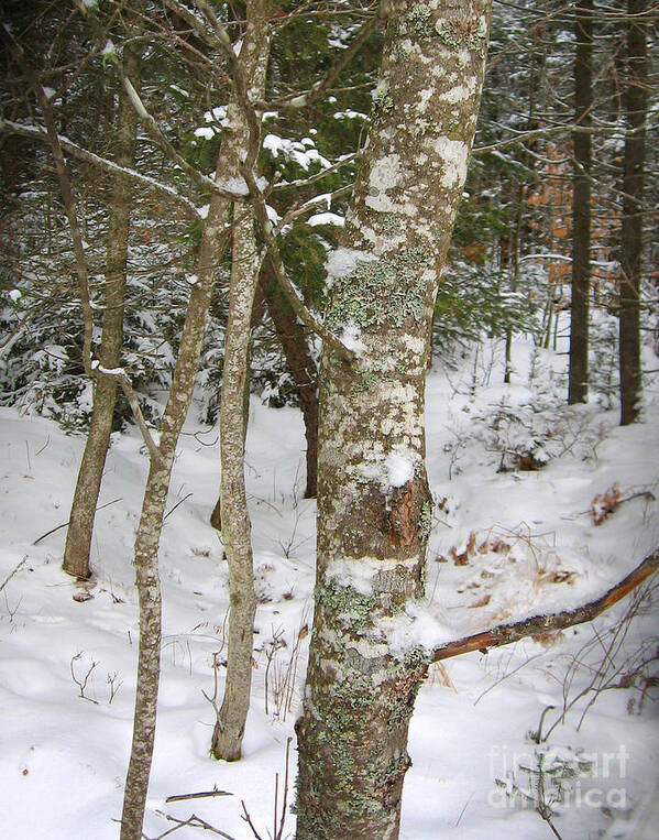 Winter Poster featuring the photograph January Portrait - Adirondacks by Gregory Arnett