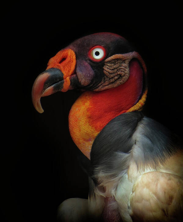 Vulture Poster featuring the photograph King Vulture-sarcoramphus Papa by Ferdinando Valverde