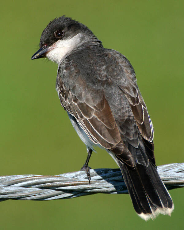 Wildlife Poster featuring the photograph Kingbird on a Wire by William Selander