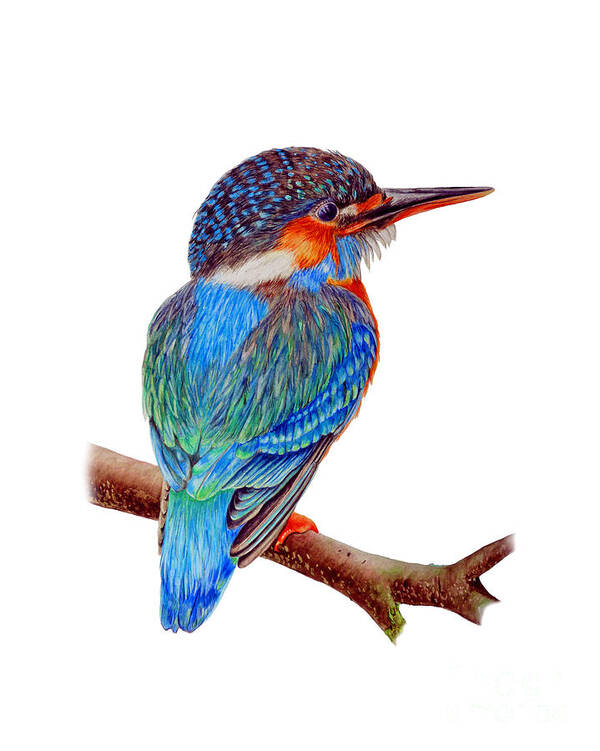 Kingfisher Poster featuring the painting Kingfisher by Marie Burke