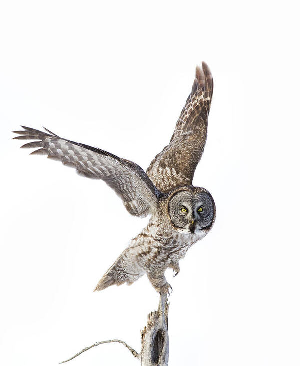 Bird Poster featuring the photograph Lapland Owl on White by Mircea Costina Photography